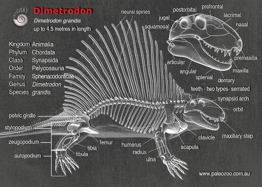 Dimetrodon Grandis Model From Paleozoo Evolutionary Models dimetrodon-grandis-model-from-paleozoo-evolutionary-models